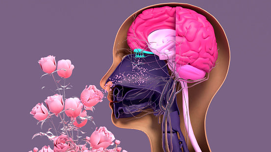 The sense of smell